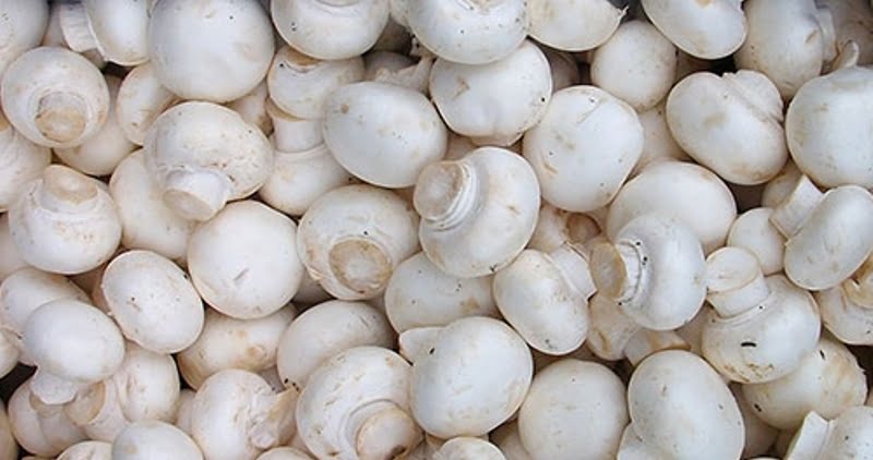 خواص بی نظیر قارچ